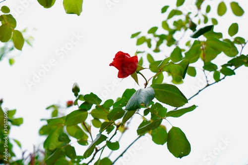 Red rose in my garden, spring explosion