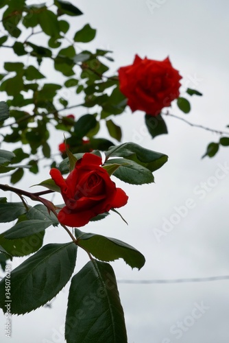 Red rose in my garden, spring explosion
