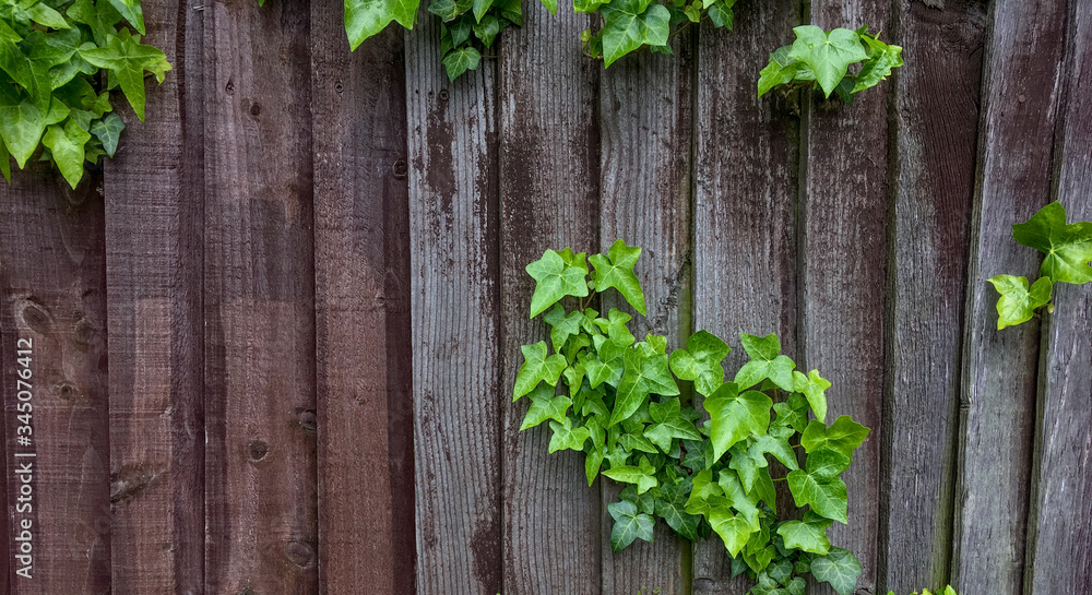 ivy on the fence ivy on the fence