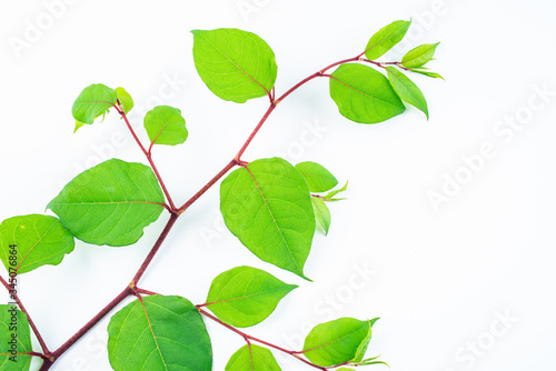 Beautiful knotweed leaves on white background