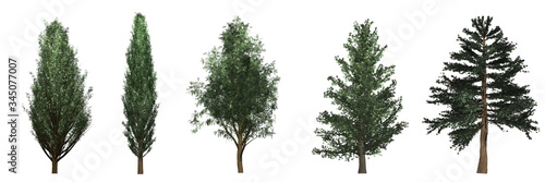Cypress (Cupressus) and Pine (Pinoideae) trees collection isolated on white background.