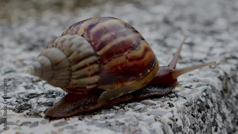 Brown snail crawl over polished terrazzo Brown snail crawl over polished terrazzo