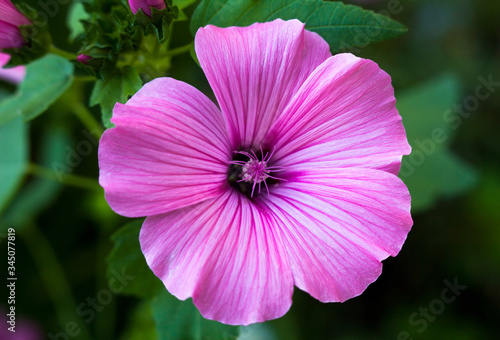 Pink lavatera (mallow) flower