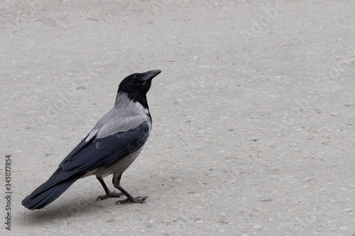 single gray crow, isolated on a gray background