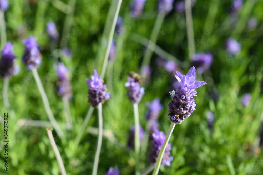 Lavender flowers viewed from close purple color with a bee above, macro Lavender flowers viewed from close purple color with a bee above, macro