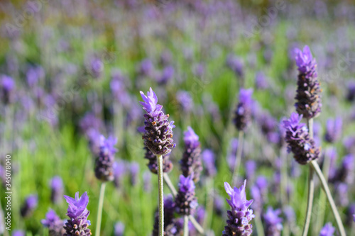 Lavender flowers viewed from close purple color with a bee above  macro