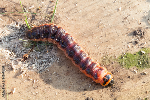 Thick large caterpillar on a dirty background
