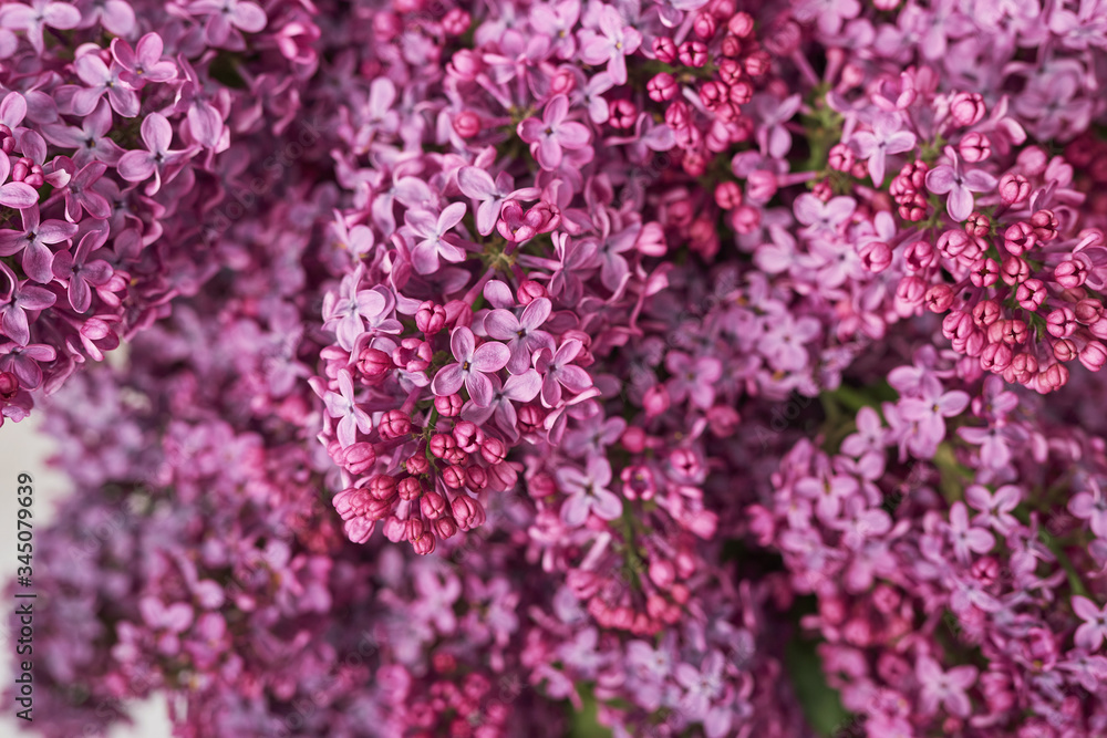 Happy birthday greeting card. Hello spring and summer. Greeting card for Women's Day and Mother's Day. Spring season, copy space.Detail photography of purple lilac, macro, spring blooming plant