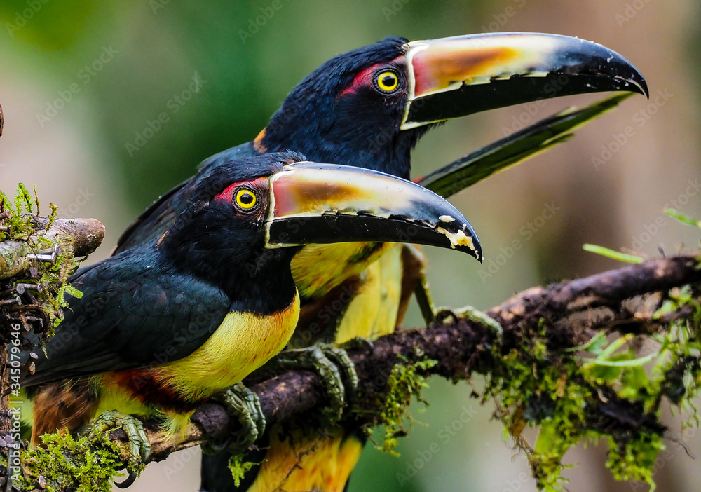 Obraz premium Halsbandarassari im Regenwald in Costa Rica, 