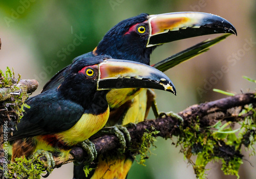 Halsbandarassari im Regenwald in Costa Rica,  photo