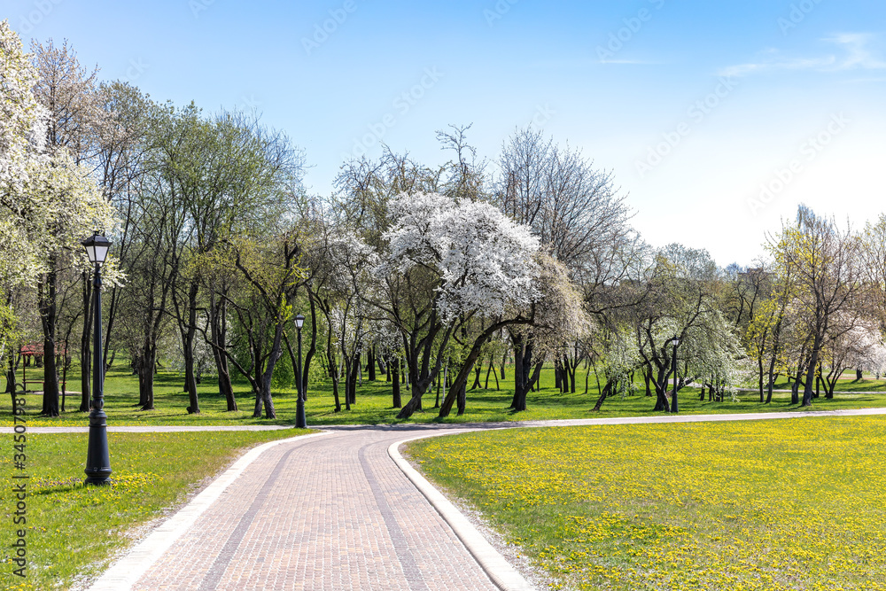 pathway through a beautiful public park. spring landscape with blooming cherry trees pathway through a beautiful public park. spring landscape with blooming cherry trees