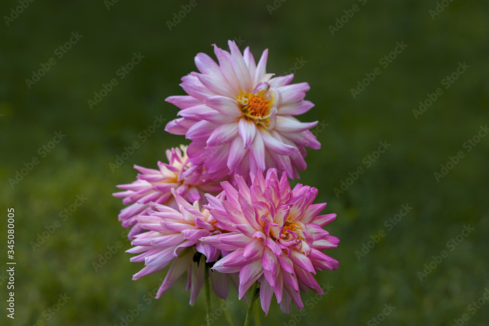 Fototapeta premium lilac dahlia flower; Coreopsidea to