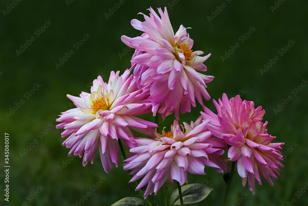 lilac dahlia flower; Coreopsidea to lilac dahlia flower; Coreopsidea to