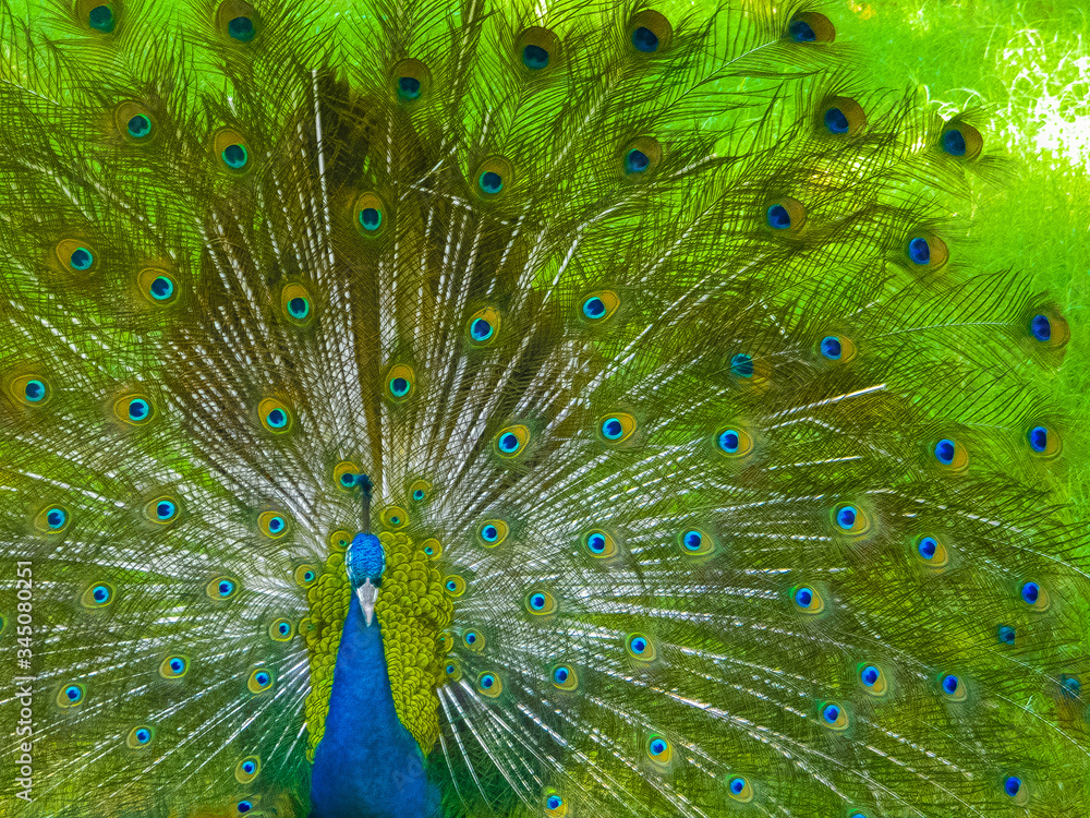 Obraz premium Indian Peacock DancingIndian Peacock Dancing In National Park India Photos