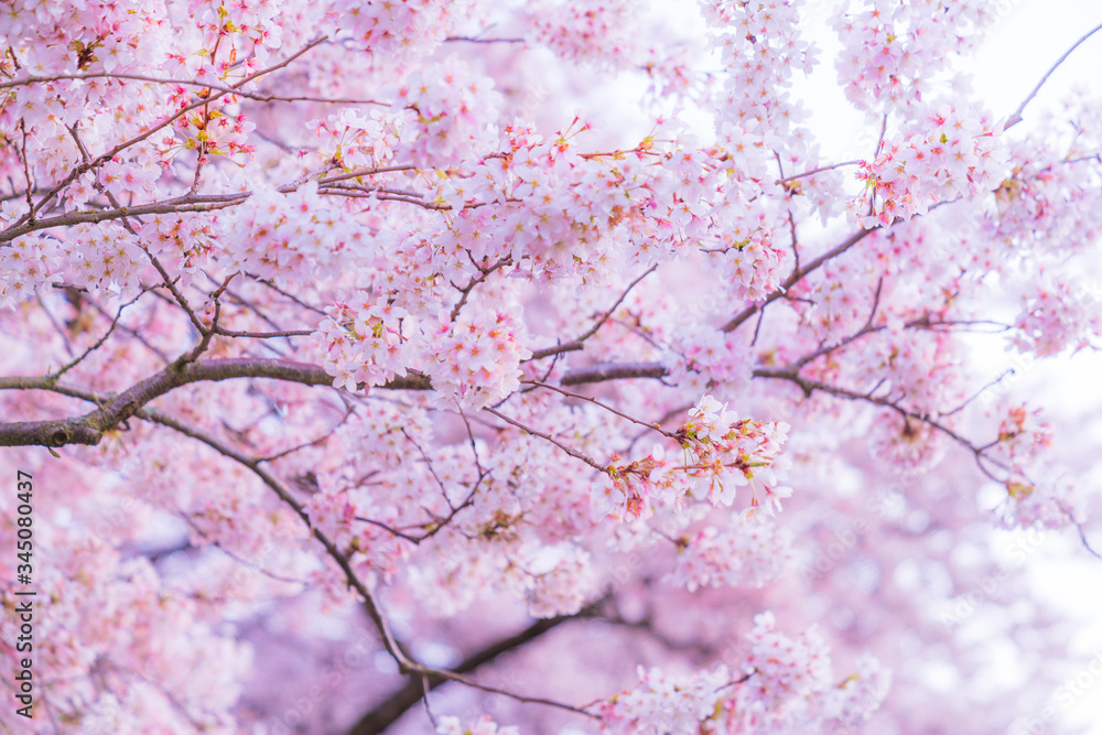 Fototapeta premium beautiful cherry blossom in spring season.