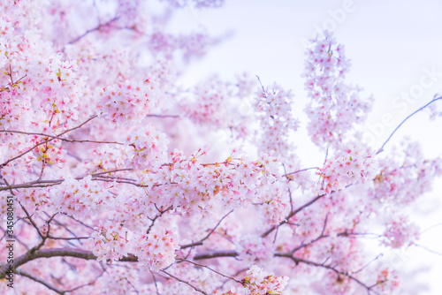 beautiful cherry blossom in spring season.