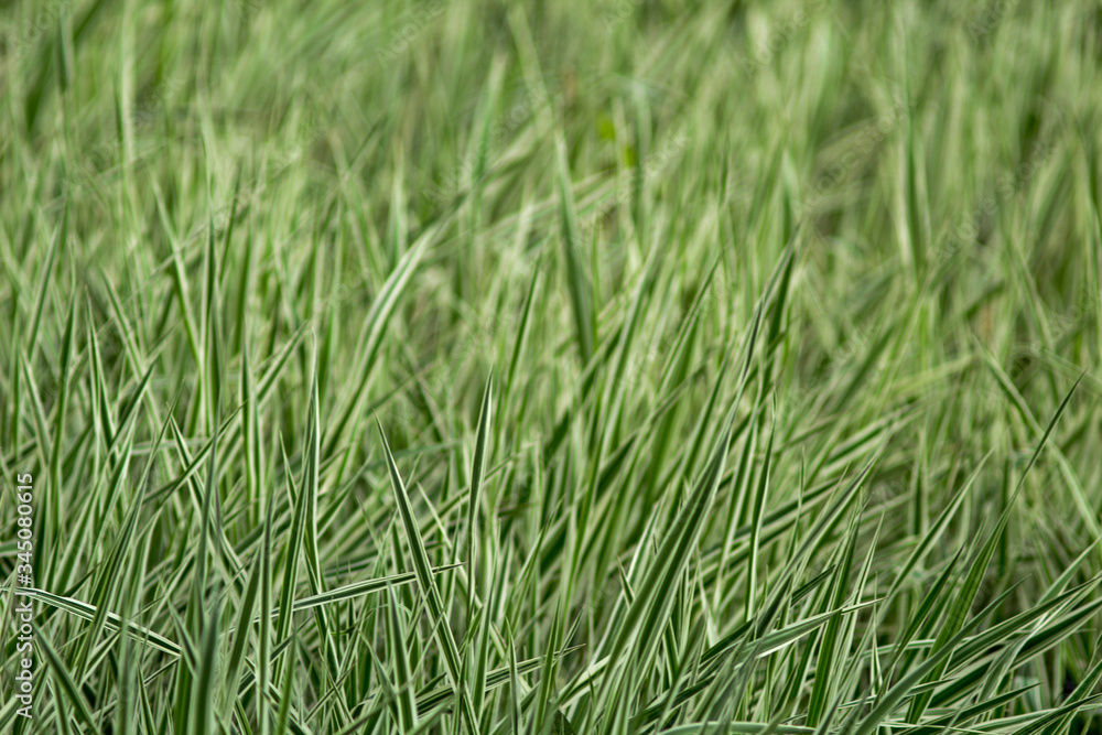 white-green grass in the flowerbed