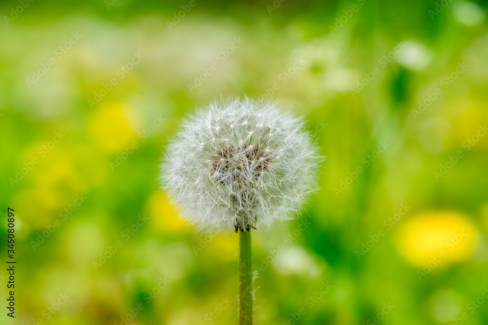 Dandelion seeds in the morning sunlight on field Dandelion seeds in the morning sunlight on field