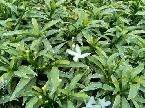 Close up green Gardenia jasminoides (gardenia, cape jasmine, cape jessamine, danh danh, jasmin) with natural background. This plant is used within traditional Chinese medicine to drain fire. photo