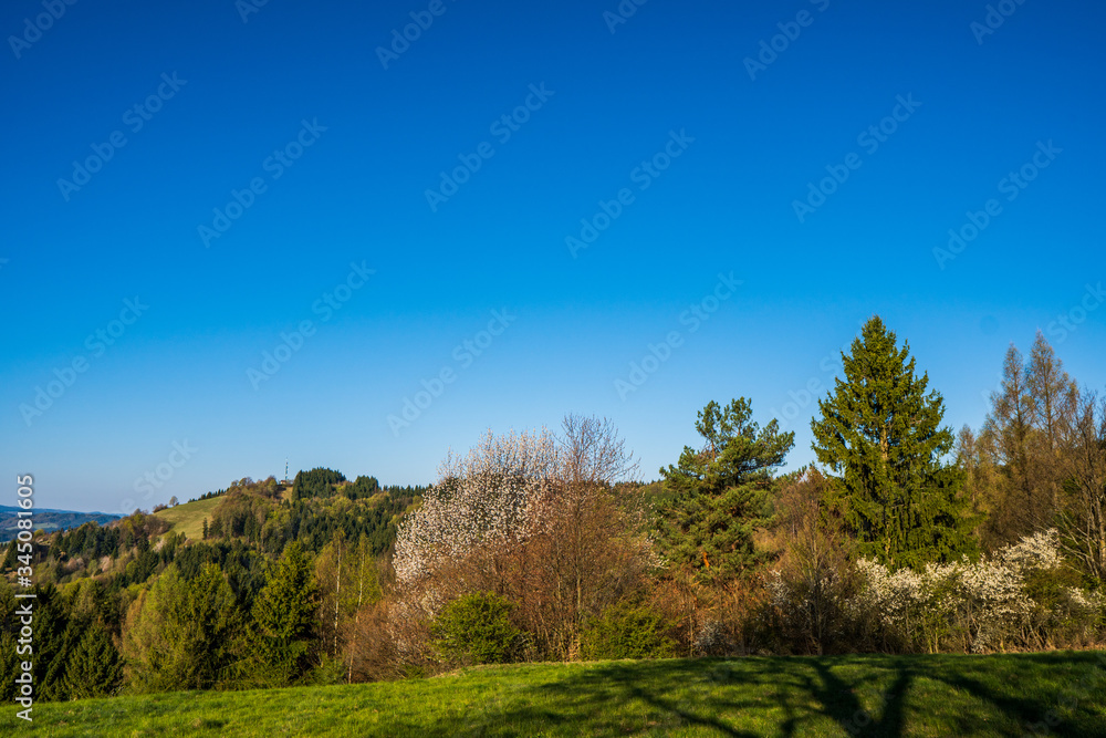 field in the mountains with flowering trees and forests around on a sunny spring day, czech field in the mountains with flowering trees and forests around on a sunny spring day, czech