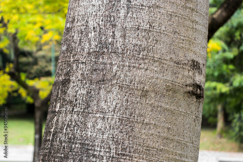 Tree trunks of moringa drouhardii bottle tree, Perdana Botanical Garden. photo