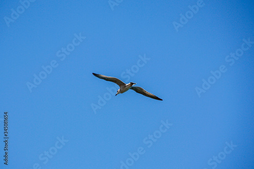 A Seagul flying over the sea at a blue sky