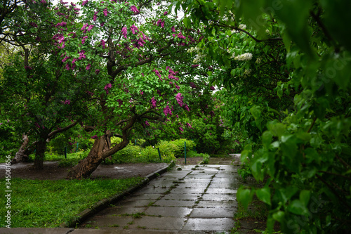 Lilac garden trees under the rain nature spring time botany 