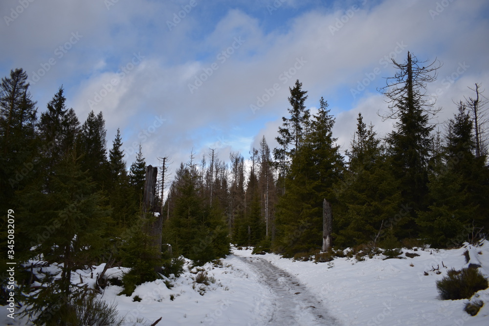 Harz Gebirge am Oderteich Harz Gebirge am Oderteich
