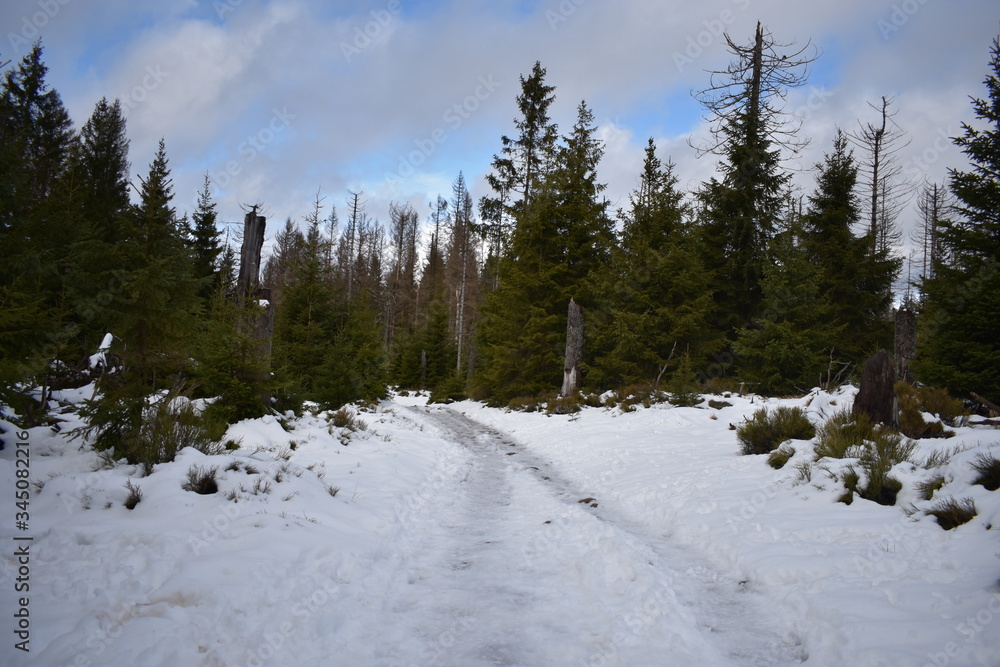Harz Gebirge am Oderteich Harz Gebirge am Oderteich
