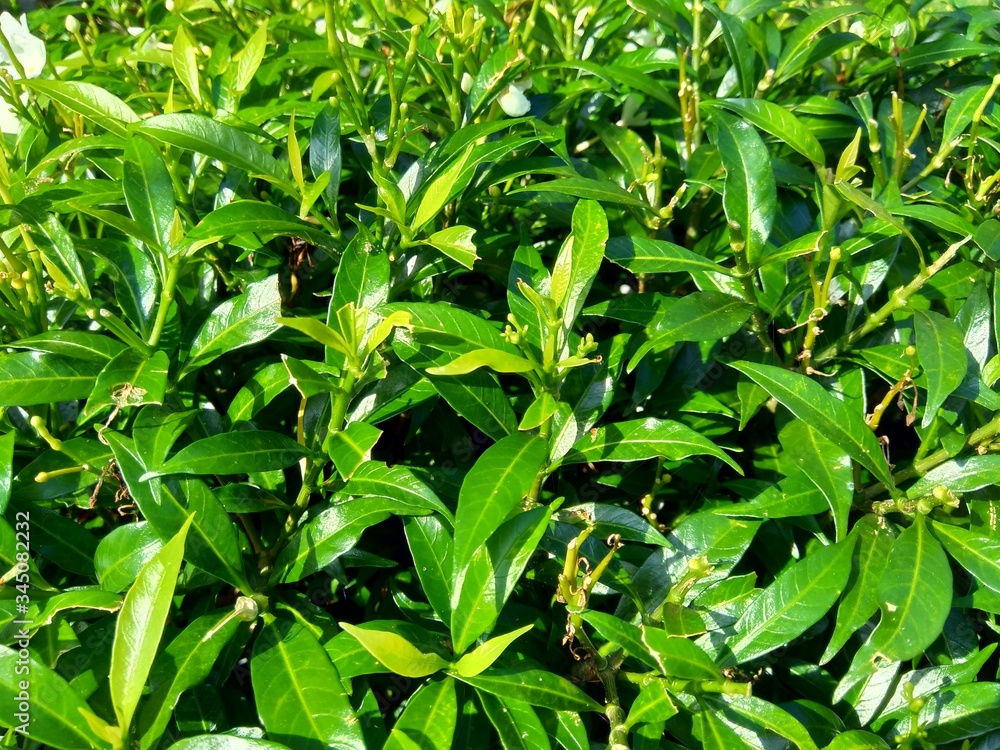 Fototapeta premium Close up green Gardenia jasminoides (gardenia, cape jasmine, cape jessamine, danh danh, jasmin) with natural background. This plant is used within traditional Chinese medicine to drain fire.