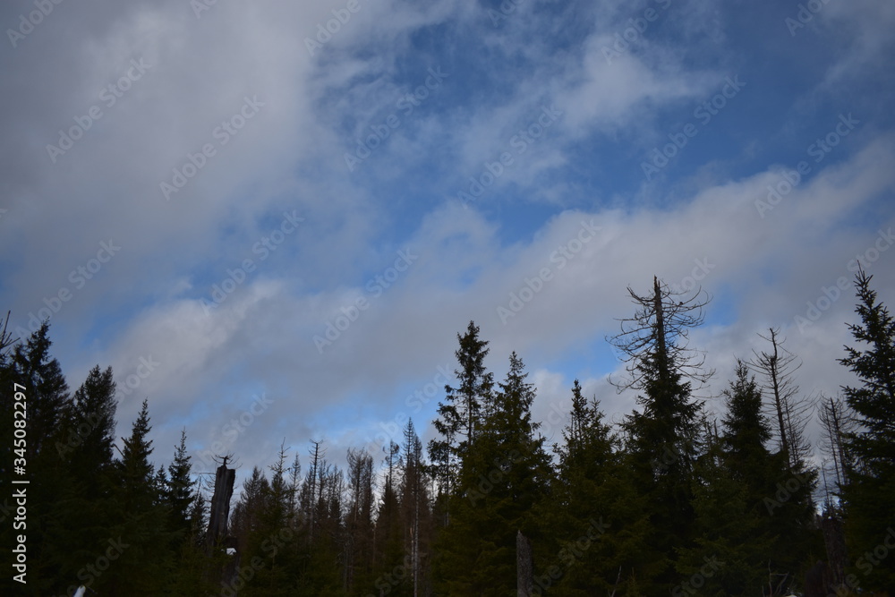 Harz Gebirge am Oderteich Harz Gebirge am Oderteich