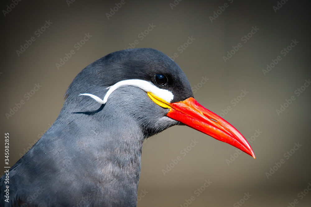 Naklejka premium Inca Tern close-up photo. Unusual sea bird with white mustache.