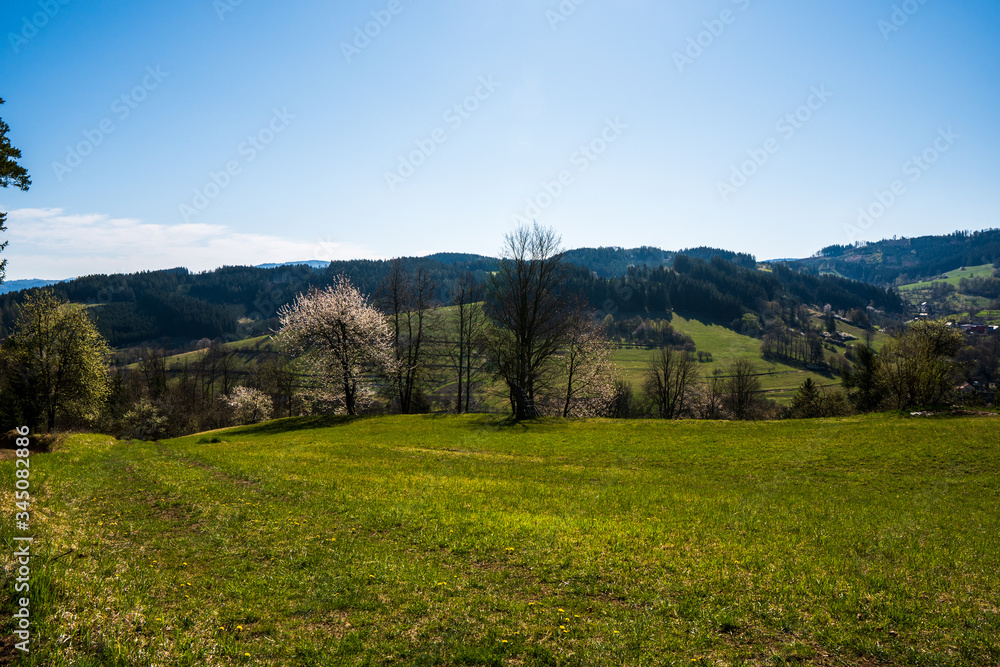 meadow in the mountains with flowering trees and forests around on a sunny day