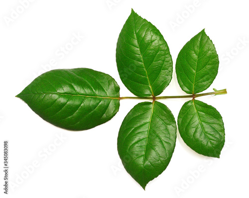 Branch of a rose with leaf isolated on white background. Flat lay  top view