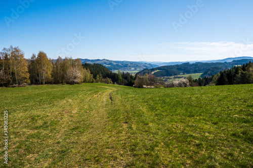 meadow in the mountains with flowering trees and forests around on a sunny spring day