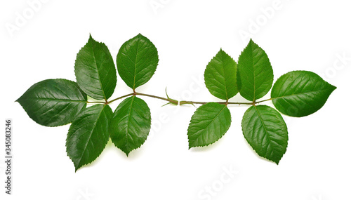 Branch of a rose with leaf isolated on white background. Flat lay, top view