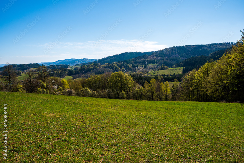 meadow in the mountains with flowering trees and forests around on a sunny spring day