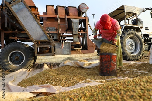 nohar,rajasthan 29 april 2020.a lady Farmers doing work in the field in india photo