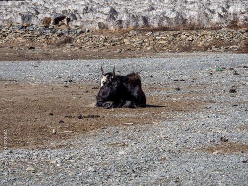 Nepal Annapurna Trek, Yak