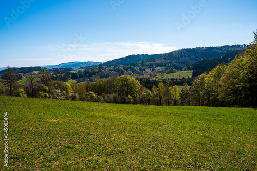 meadow in the mountains with flowering trees and forests around on a sunny spring day