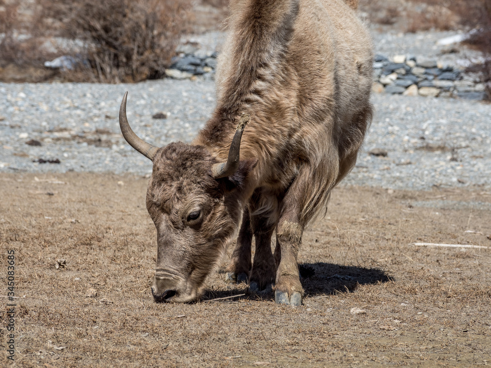 Fototapeta premium Nepal Annapurna Trek, Yak