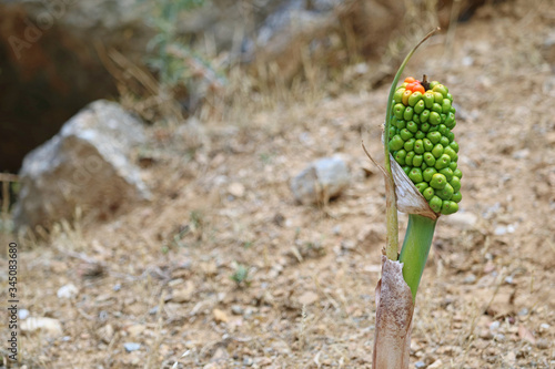 Aronstab, Arum maculatum, close up, grows on hiking trail to mount dikeos in kos, greece photo