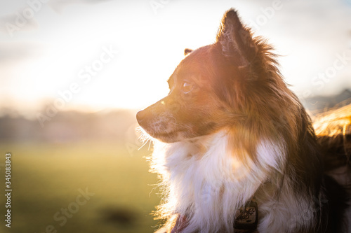 Tapety artystyczne Dog and sunset.