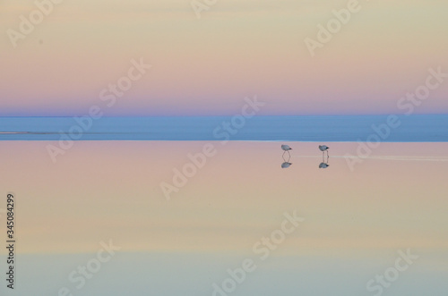 Two Flamingos at Lake Salar de Uyuni, Bolivia