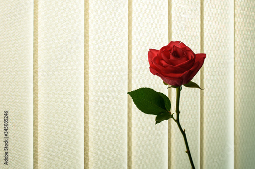 red rose on a beige background