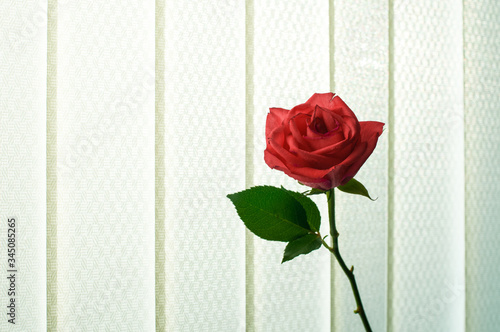 red roses on a background