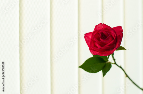red rose on a background