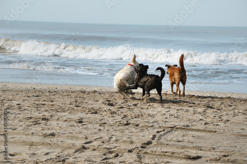 Dogs playing at the beach at Carilo, Buenos Aires, Argentina during summer time photo