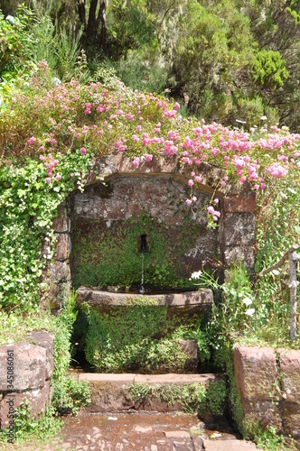 alter brunnen mit bewuchs