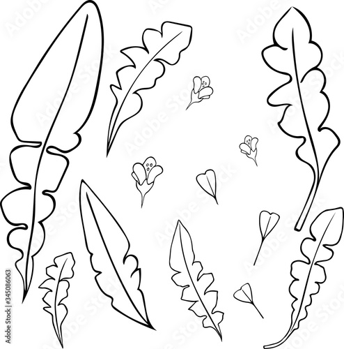 Cute hand drawn shepherd's purse leaves, siliques and flowers in doodle style isolated on white background. Sketch elements set for graphic and web.
